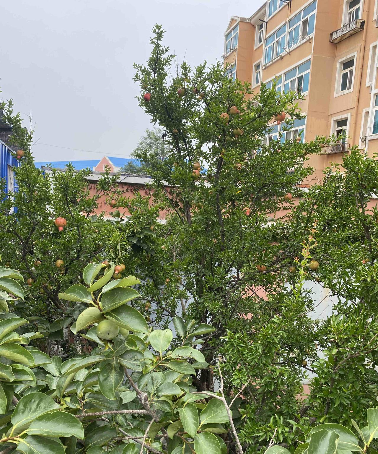 老公早上从母亲家回来说，他的一个好朋友、以前的好工友得了癌症，两个月暴瘦30斤，