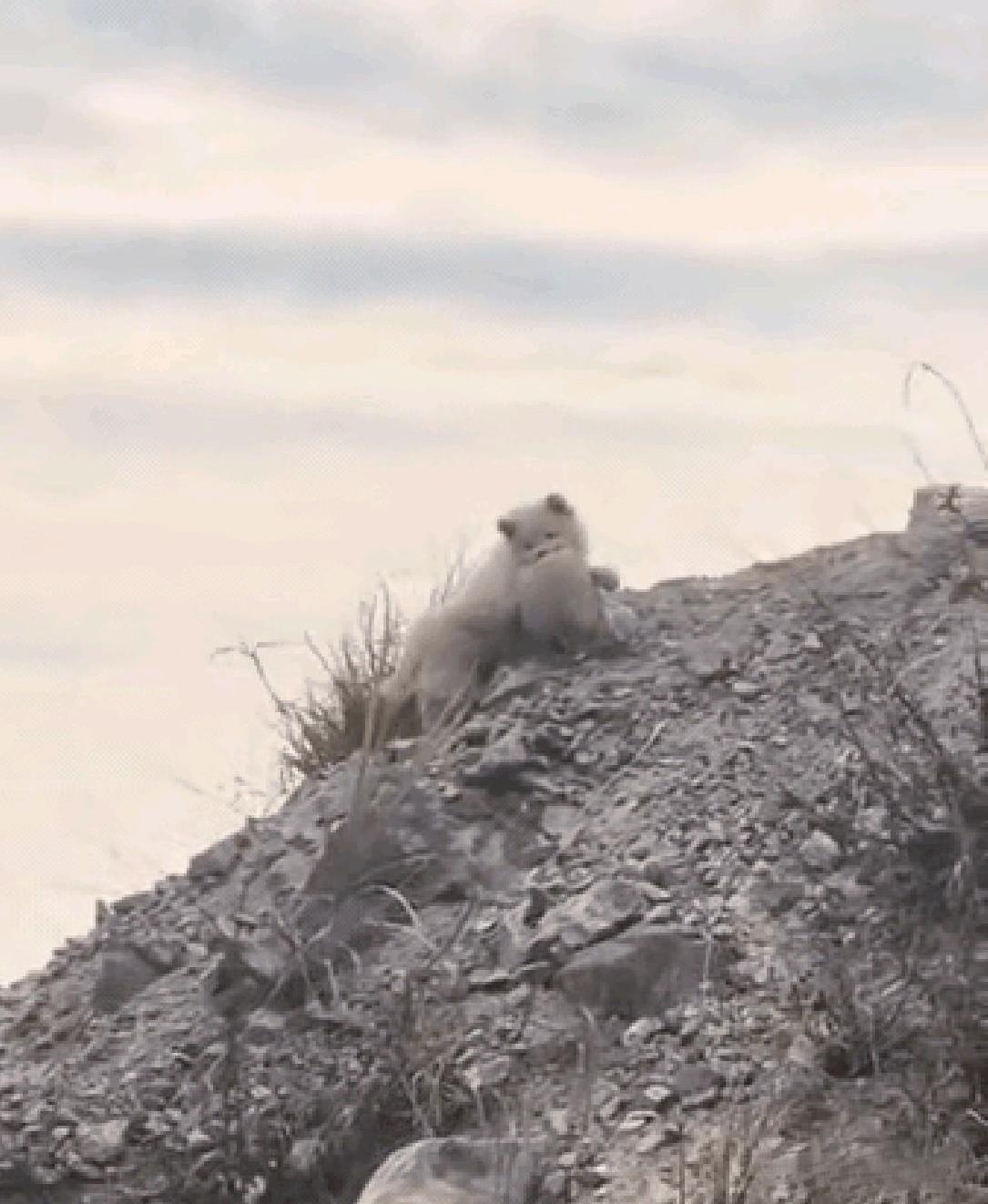两条狗狗结伴流浪，其中一条无论走到哪里都叼着自己的布偶玩具，这是主人抛弃它的时候