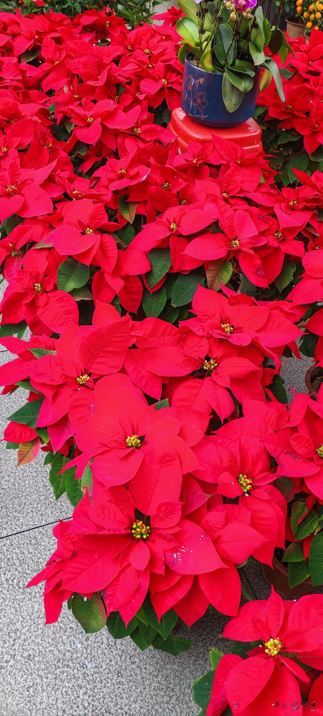 女子和老公都是晚婚，结婚十年没有孩子。如今女子已经45岁，老公也46了。她才发