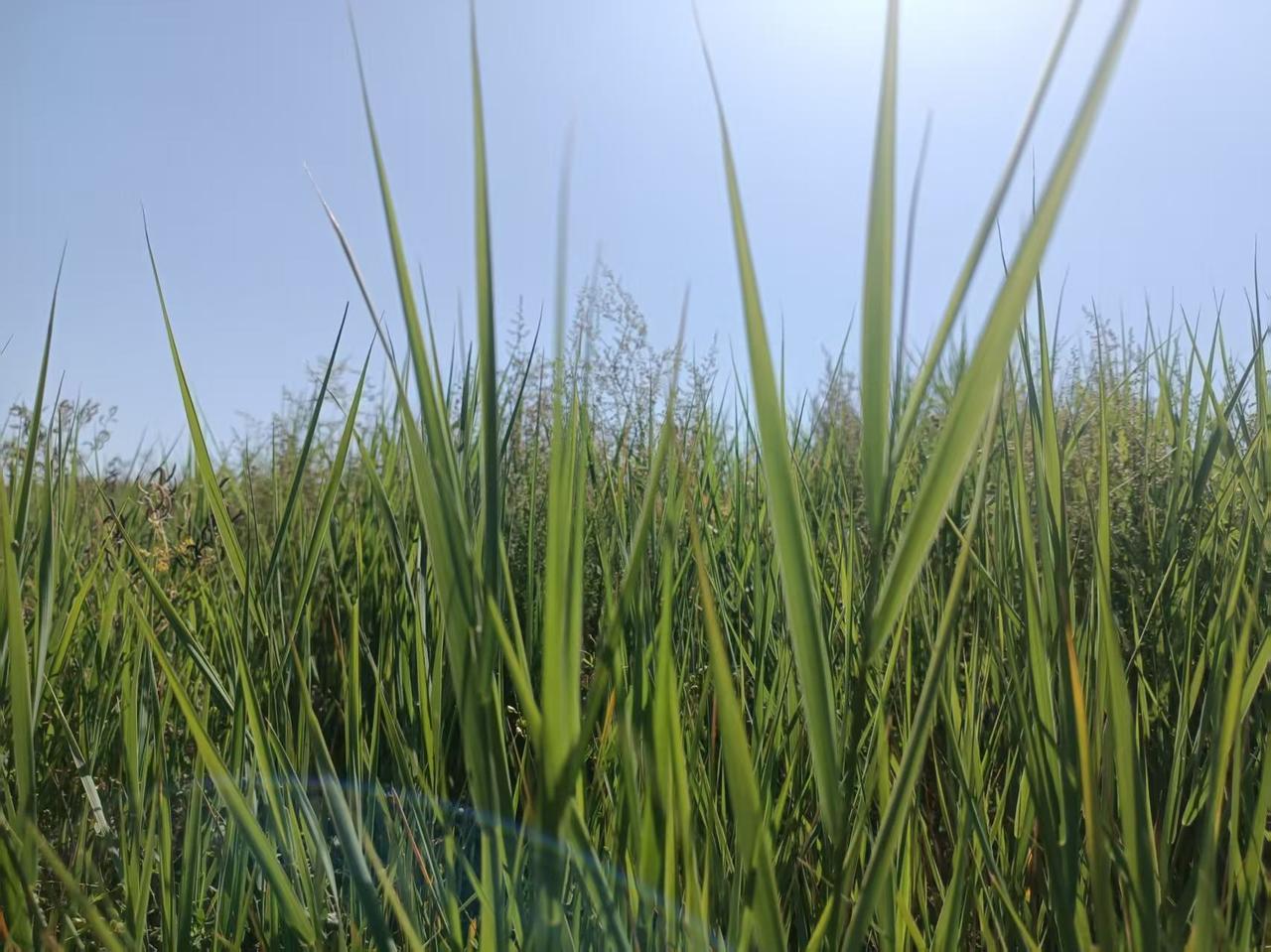 与痛风斗争的历程68清晨推开窗，阳光正好洒满房间，给周日的清晨添了几