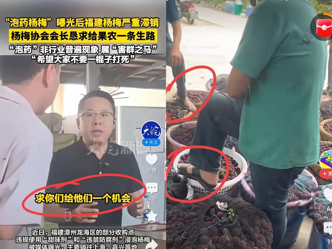 杨梅会长低姿态求体谅，好不容易拉回的销量，竟被果农的一个小操作打回原形！力工