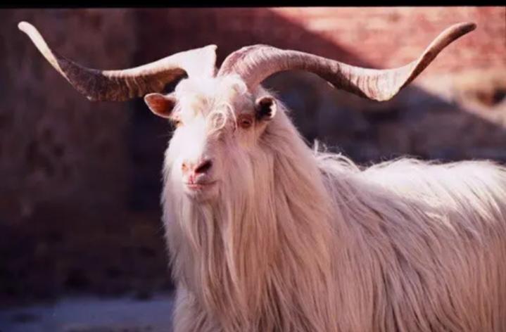 对于公羊🐏的称呼因地区不同，称呼也不同。我是苏北地区，关于公羊的叫法有“结子