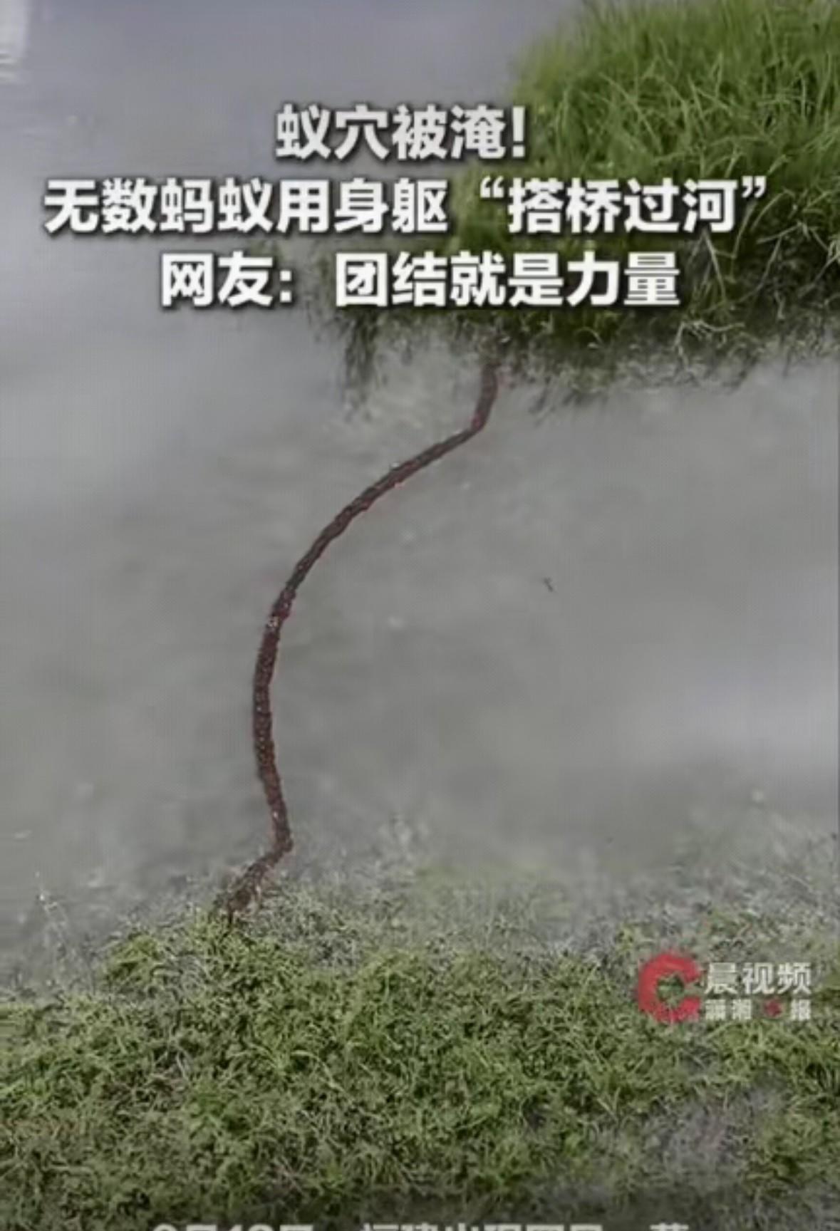 真的被大自然狠狠震撼到！福建一位网友出门路过积水路段，发现水中草垛连接到岸边的位