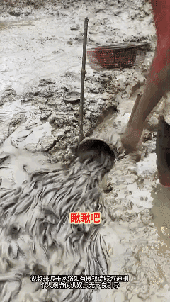农村地边小河沟里你瞅瞅找泥鳅鱼[哭哭]