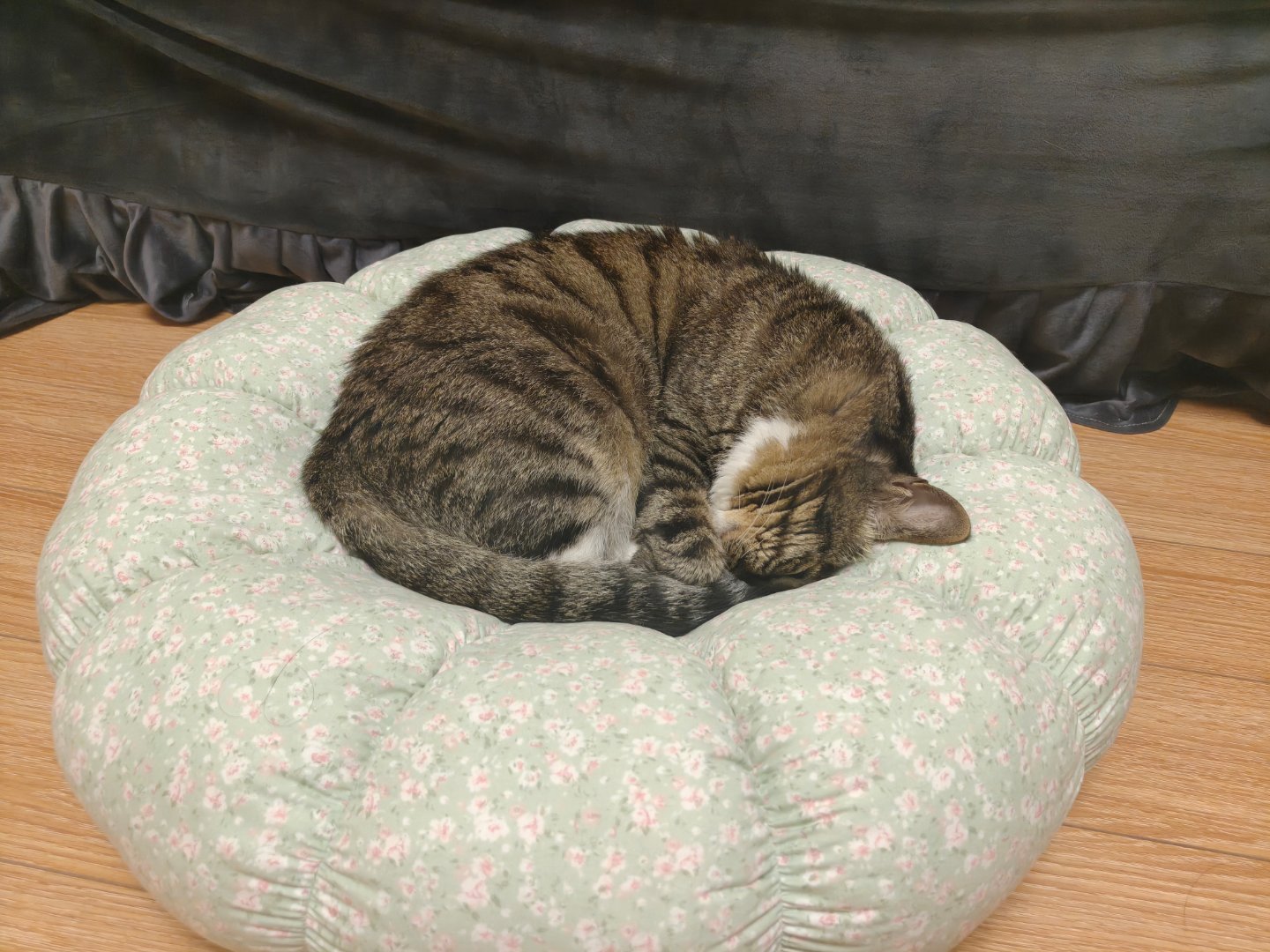 猫咪要会卖萌，要有可爱的尾音！