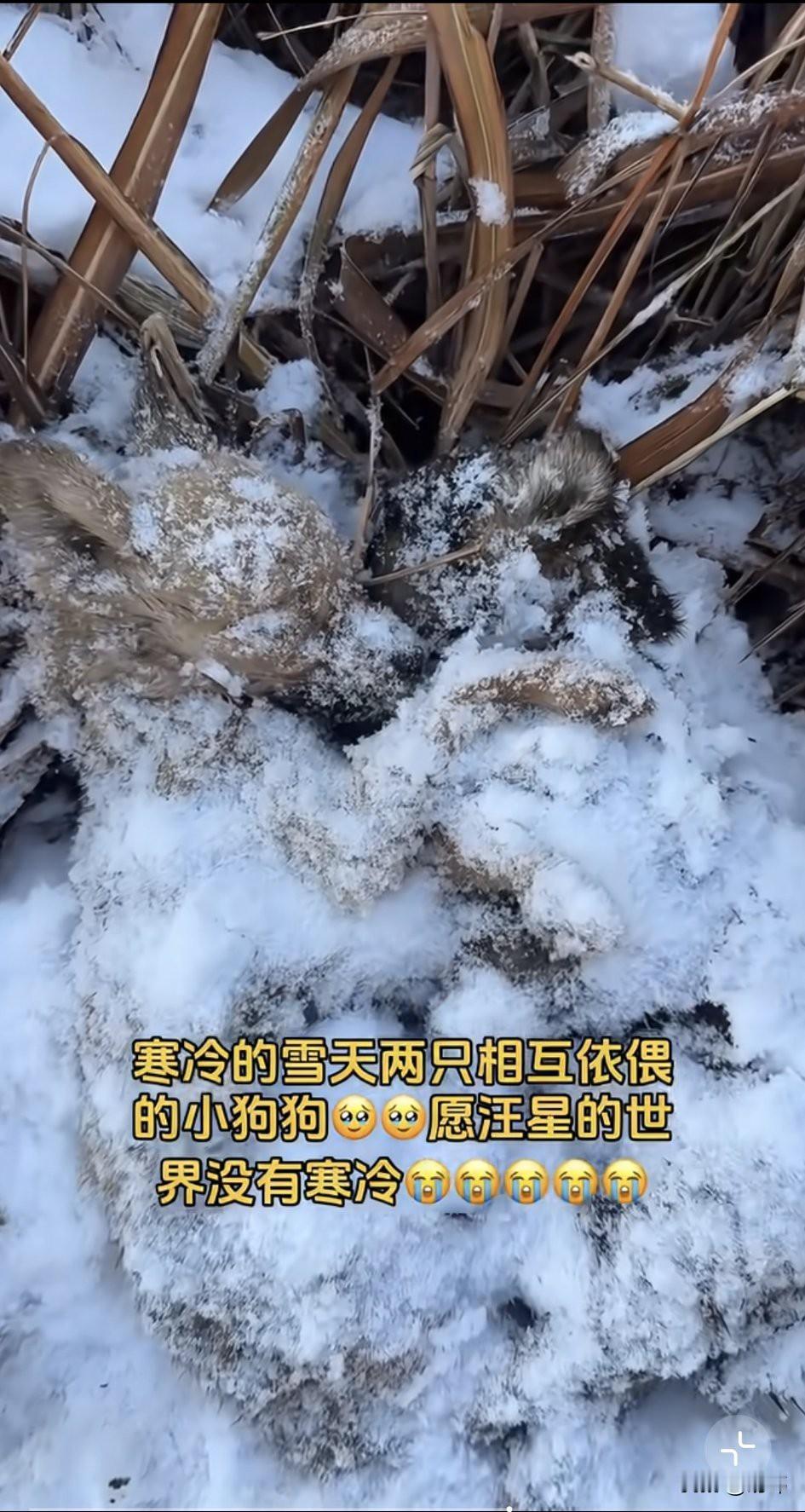 太可怜了！最近一位小姐姐的家乡下起了大雪，到处都是白雪皑皑，银装素裹，非常漂亮，
