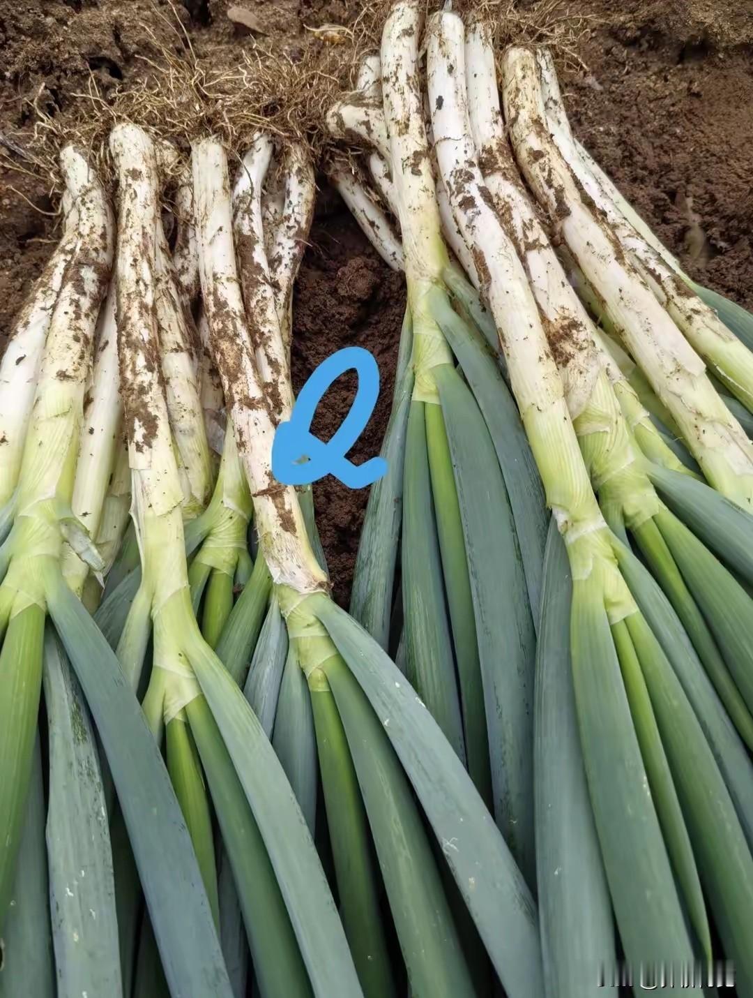 哪个季节种植大葱最好?播种育葱苗，黄淮流域白露节气最适宜；移栽苗葱安家落户，谷