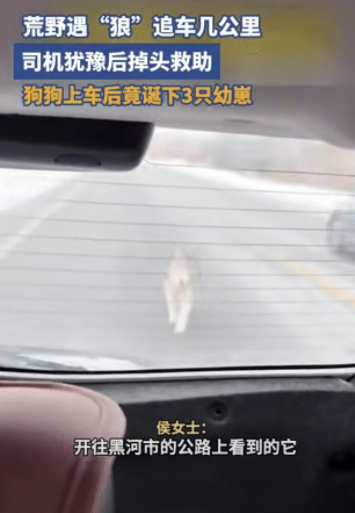 零下十几度，狗狗追车3公里！上车后直接生下3只宝宝，这一幕看哭无数人黑龙江