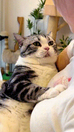 乖乖嘞！俺家美女养哩这只美短猫，那叫一个贴心！天天就黏着美女，只要美女伸手抱它，