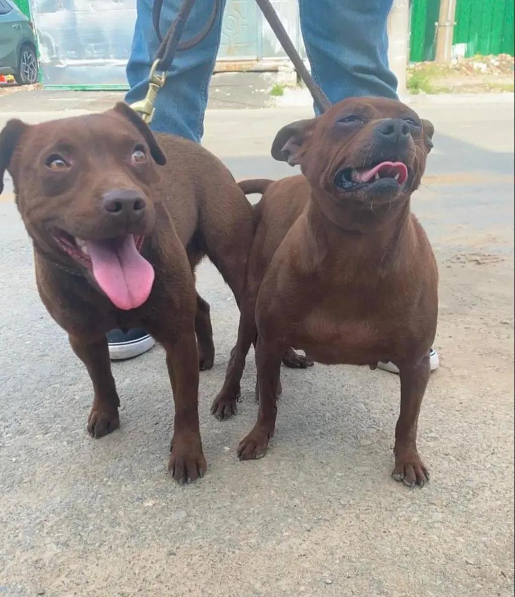 因为遛狗，赔了28万！江苏省常州市的王女士喜欢遛狗不拴绳，这天，这条重达30公