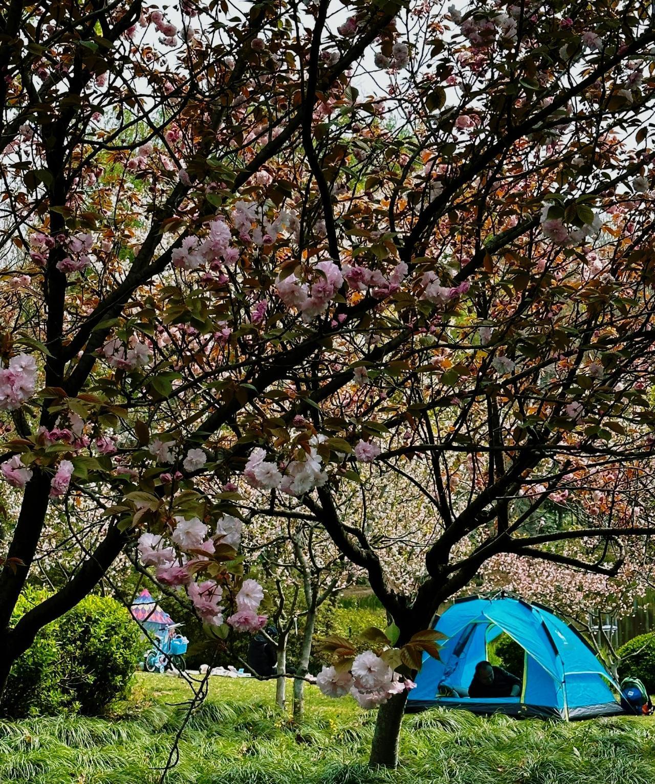 一段妙曼的话：不是男人离了女人就不行而是男人有了女人的滋养。真的能让男人越活越