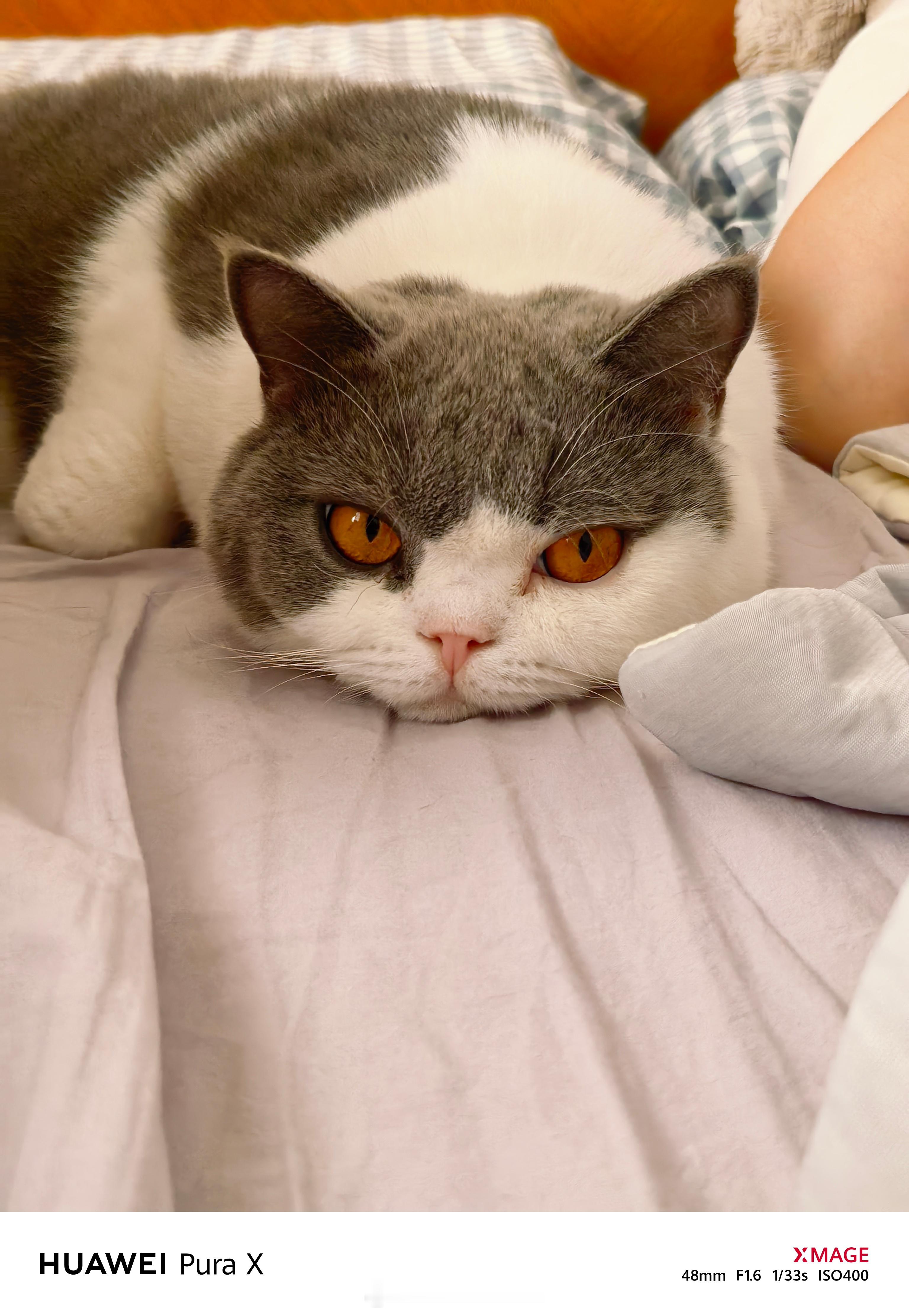 猫猫一下就困了​​​