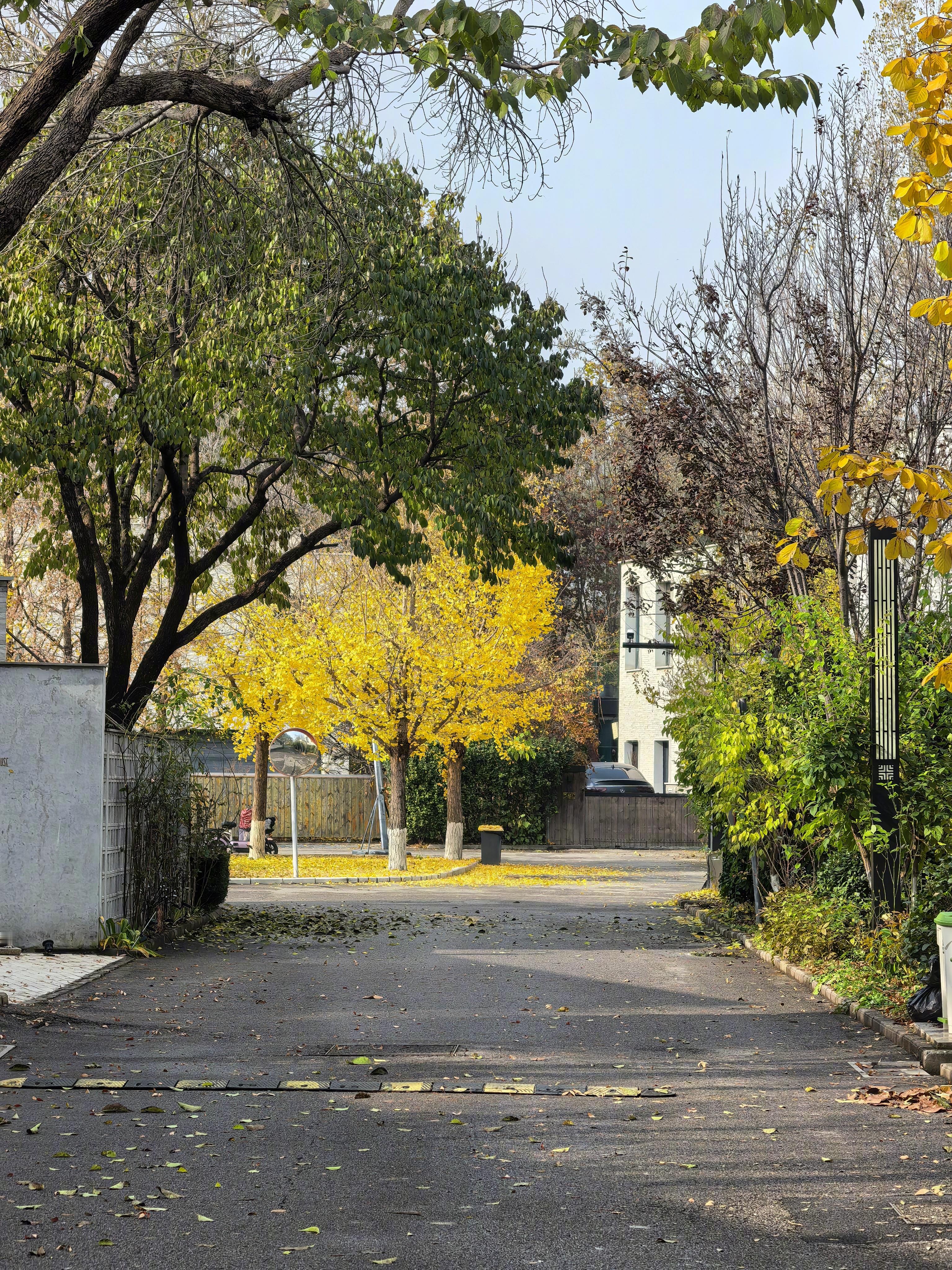 小区真是太美了。银杏好看是好看，果子臭也是真的臭。​​​