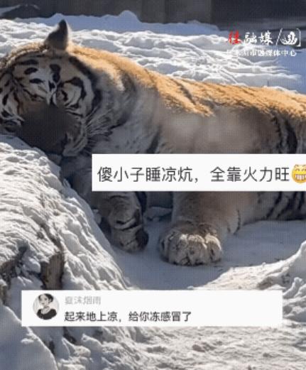 12月14日，黑龙江一女子在动物园玩，突然发现雪地里，竟然冒着热气儿！凑近一看，