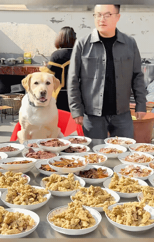 它居然给他递了一个眼神……妈妈让他看着猫狗，他却和狗狼狈为奸。他还以为自己很