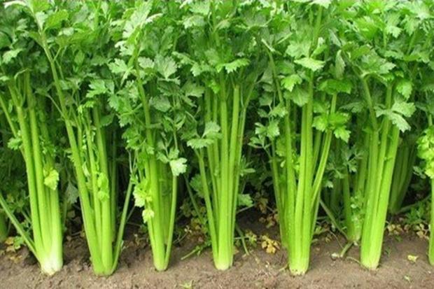 说到芹菜，大家第一反应可能是脆爽的茎部，但你有没有留意过那些绿意盎然的芹菜叶子？