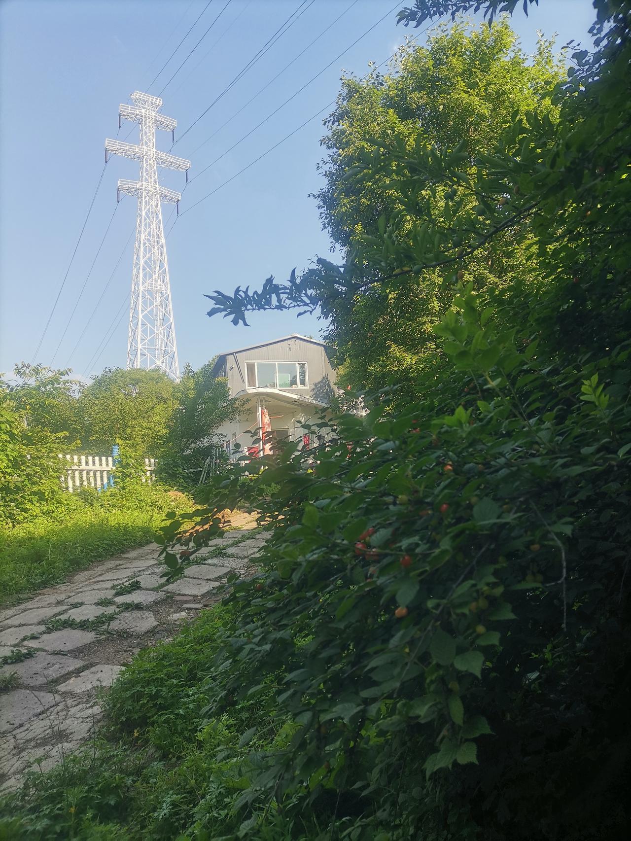 《活久见掛满樱桃的乡间小路》活了六十六年还是第一次见到，一个乡村小路两边长满几