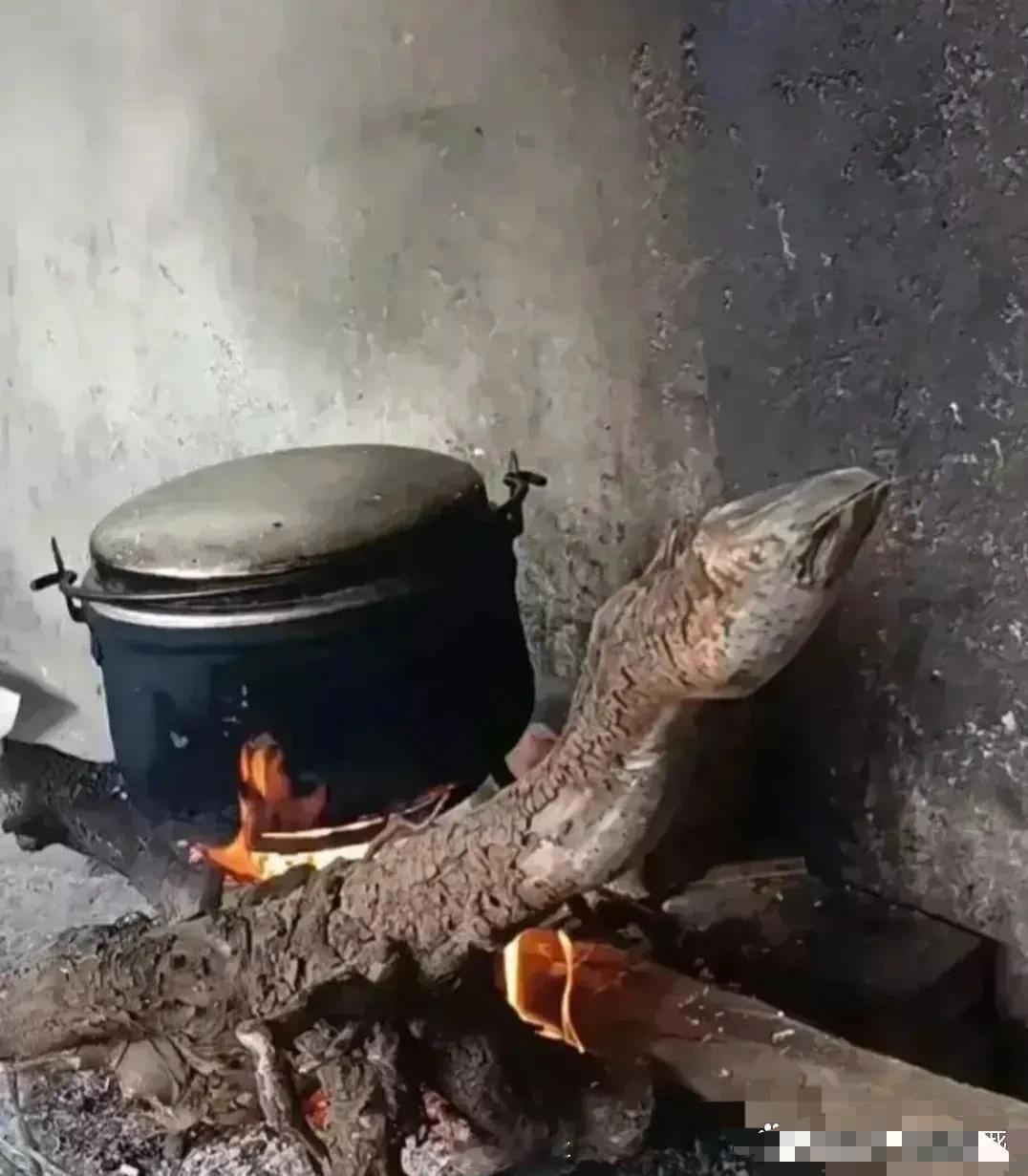 这根木头看着好不一般