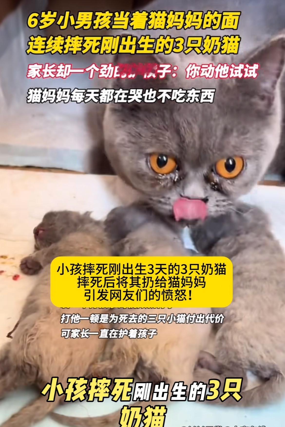 小男孩当着母猫的面，活活摔死三只小奶猫，引起广大网友愤怒。怎么说呢，孩子