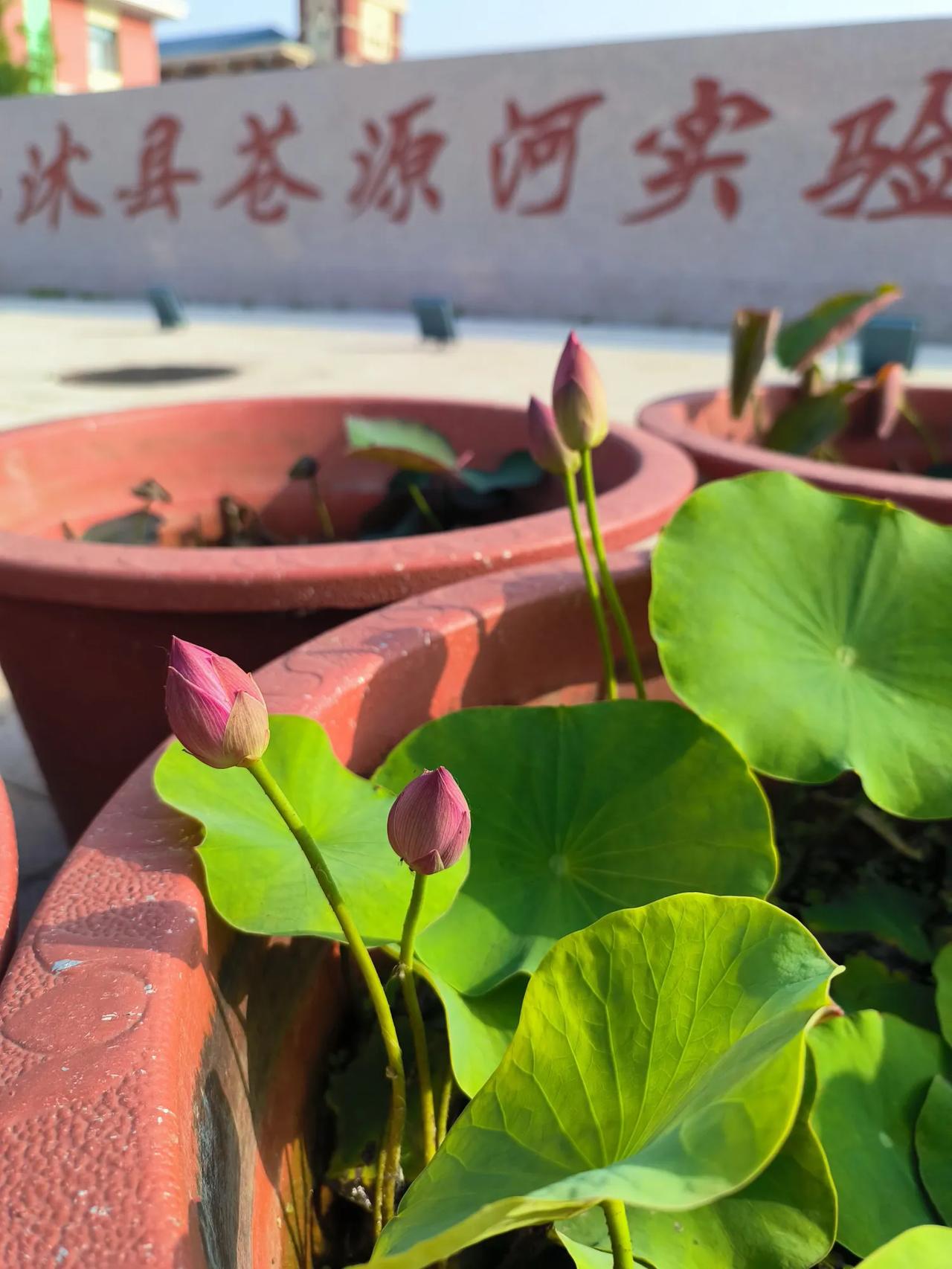 早上，看校门前的荷花，有一盆已经打了四个骨朵。去年天气不算冷，这66盆荷花全