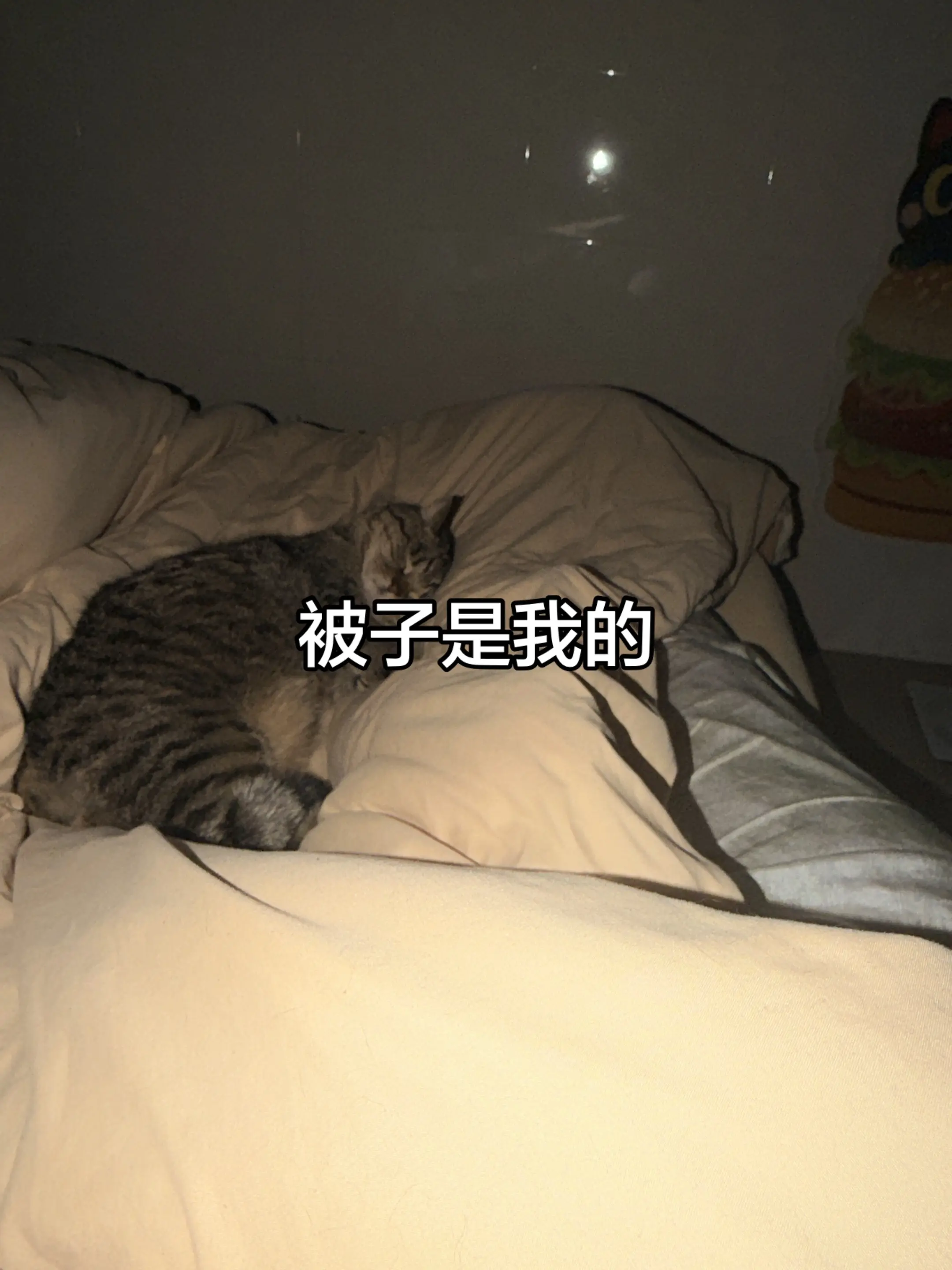 明明是在阳台抱回来在凳子睡，上个洗手间回来自己跑床上了…这睡姿…越来越...