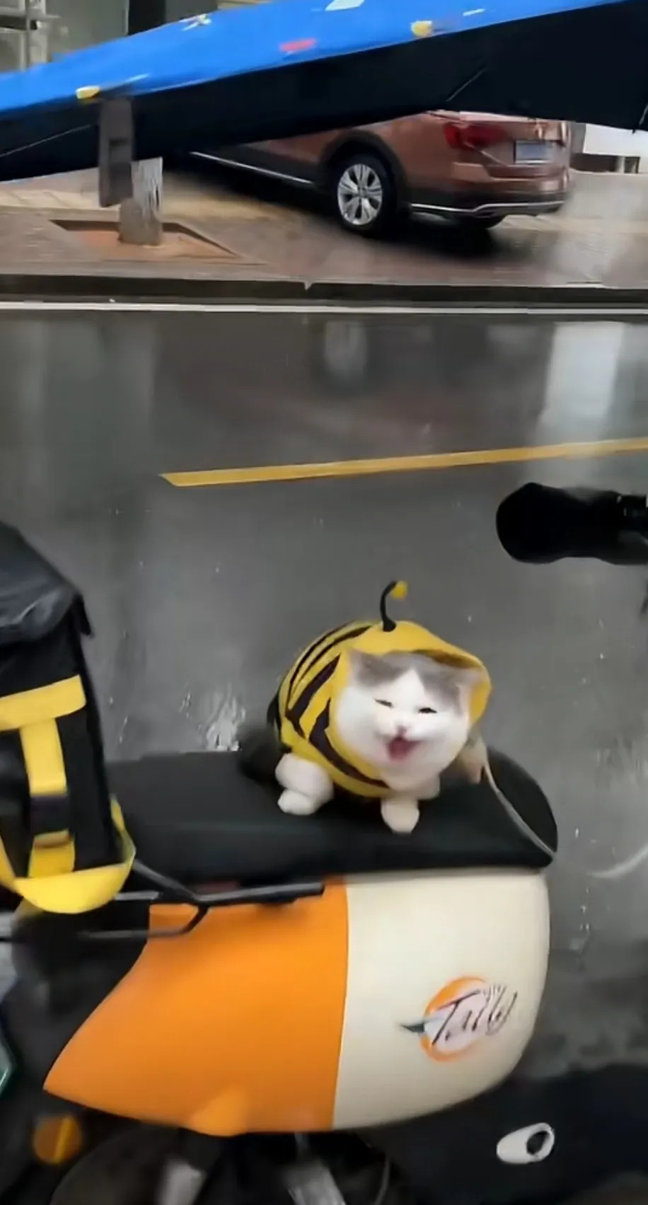 跟着送外卖的小猫咪，看见主人回来了，乐得牙齿都出来了