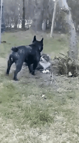 天下武功，唯快不破。一条斗牛犬无缘无故去招惹正在草地上趴着的猫咪。猫咪一个过肩摔