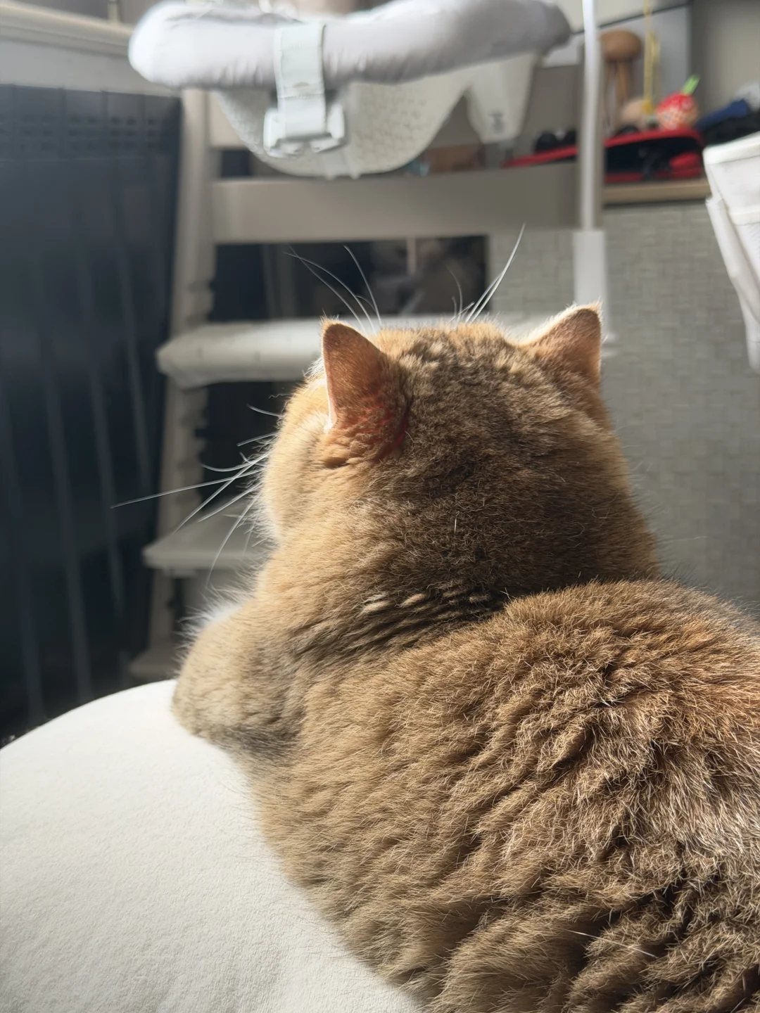 小小的猫猫脑袋