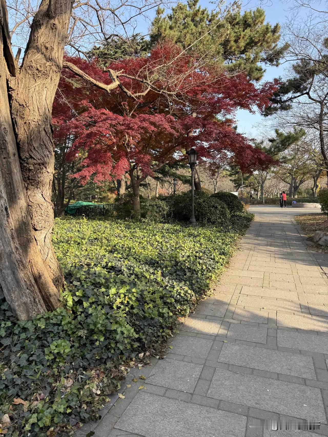 我昨天上午去青岛中山公园打卡了，主要是天气给力天气清朗，风很小温暖，我先视察了一