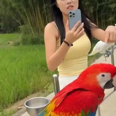 笑不活了！成都女子户外放飞鹦鹉，一句劳资蜀道山直接拿捏全场笑不活了，四川成