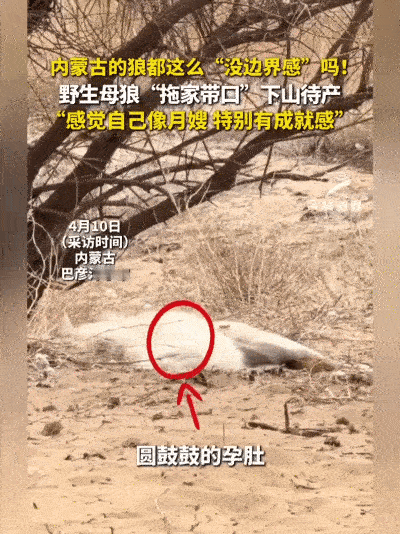 暖心炸了！内蒙古保护站闯来个“不速之客”——怀了崽的野生母狼，居然直奔这儿要“坐