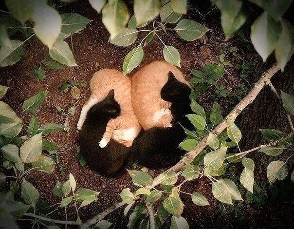 在外面拍到一个奇怪的组合！