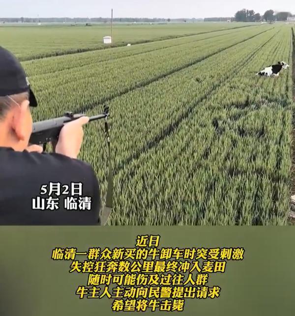【新买的牛卸车时突受刺激失控狂奔被击毙】近日，山东临清一群众新买的牛卸车时突受刺