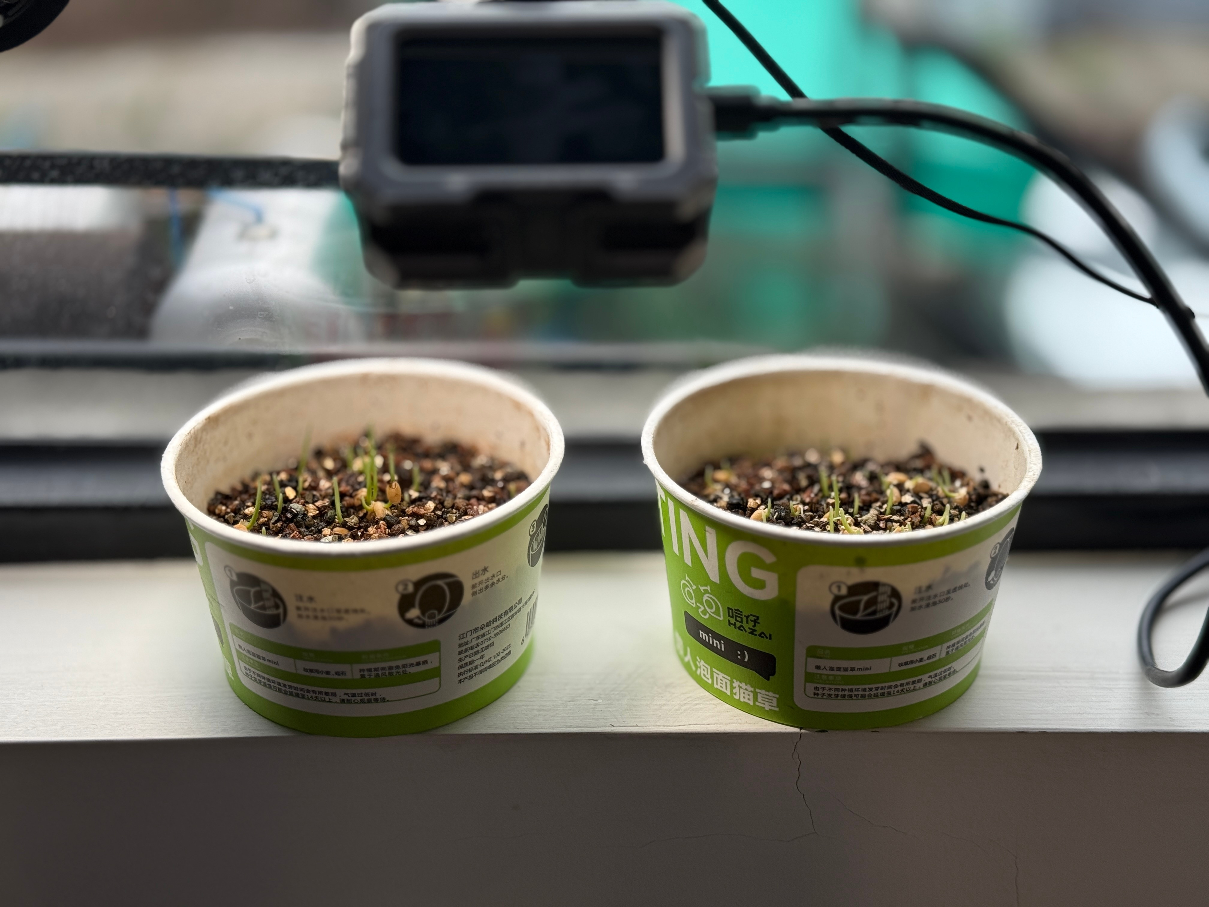 不知道大家家里的猫吃不吃草？同事送了我一盒猫草泡面！图片上是第二天的状态，已经有