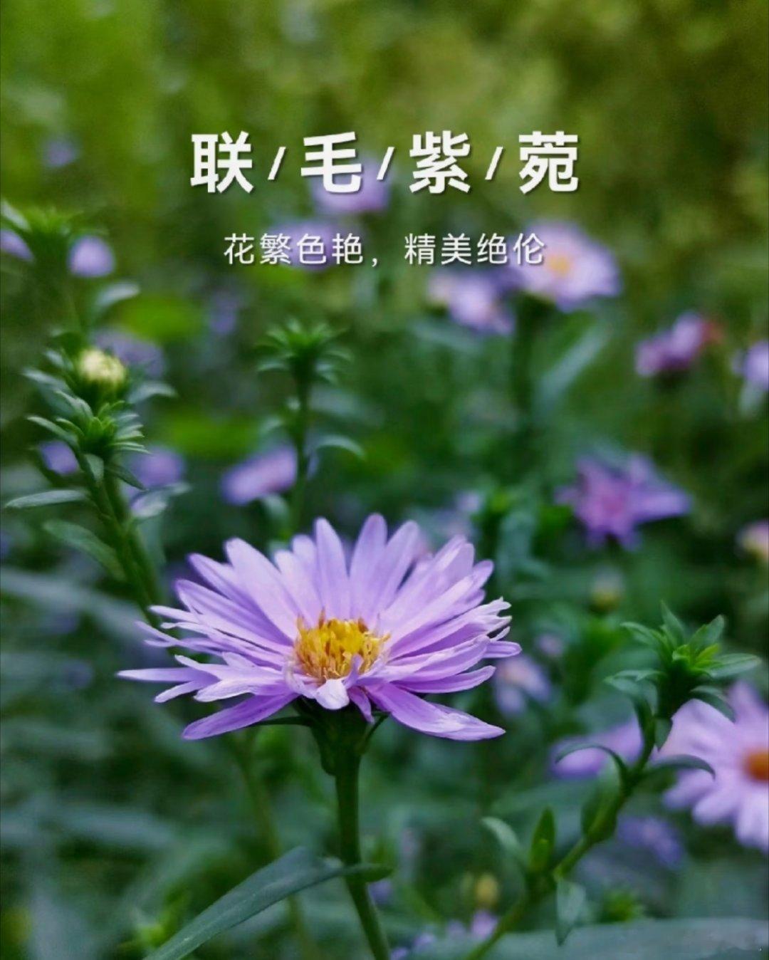 奇妙生物圈🌼联毛紫菀（Asternovi-belgii）——秋日精灵，装点