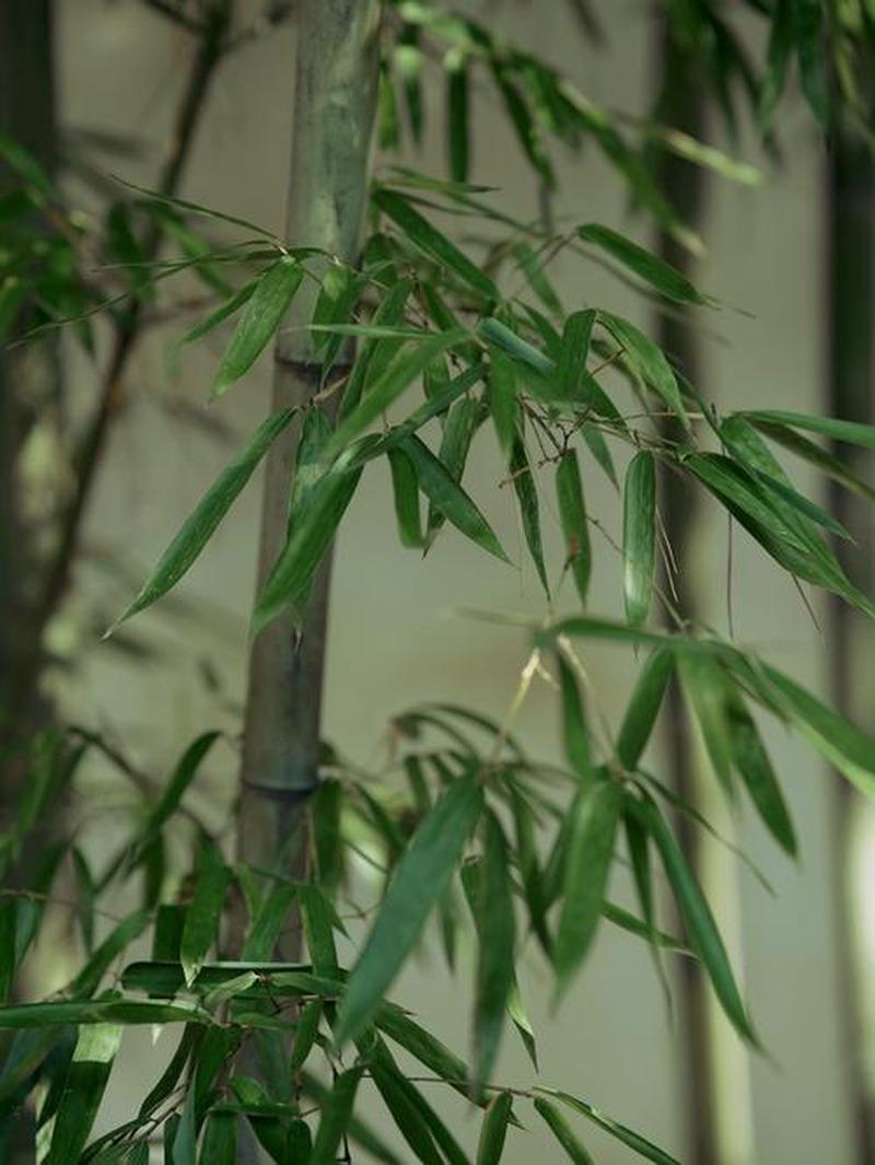 同一根竹子，在美国能让邻居把你告上法庭，在中国却是一年几千亿的产业支柱——这个反