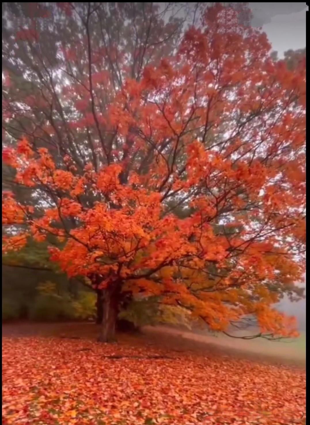 上联：四野霜风千叶落#晒图笔记大赛##分享自然风景照片#