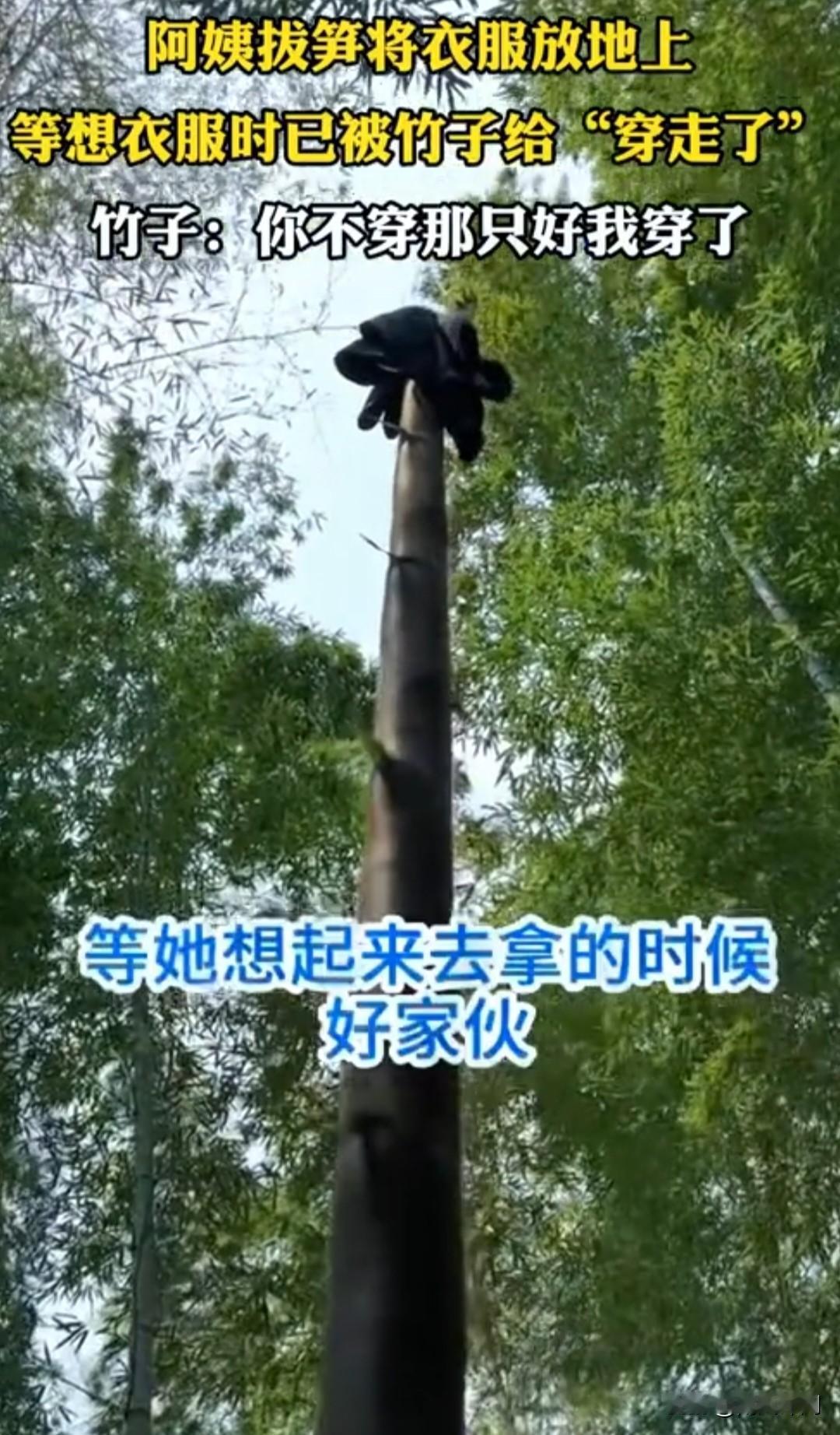 谁能想到，春天的竹子不光会疯狂生长，还会偷偷“穿”人类的衣服！近日，有网友分享了