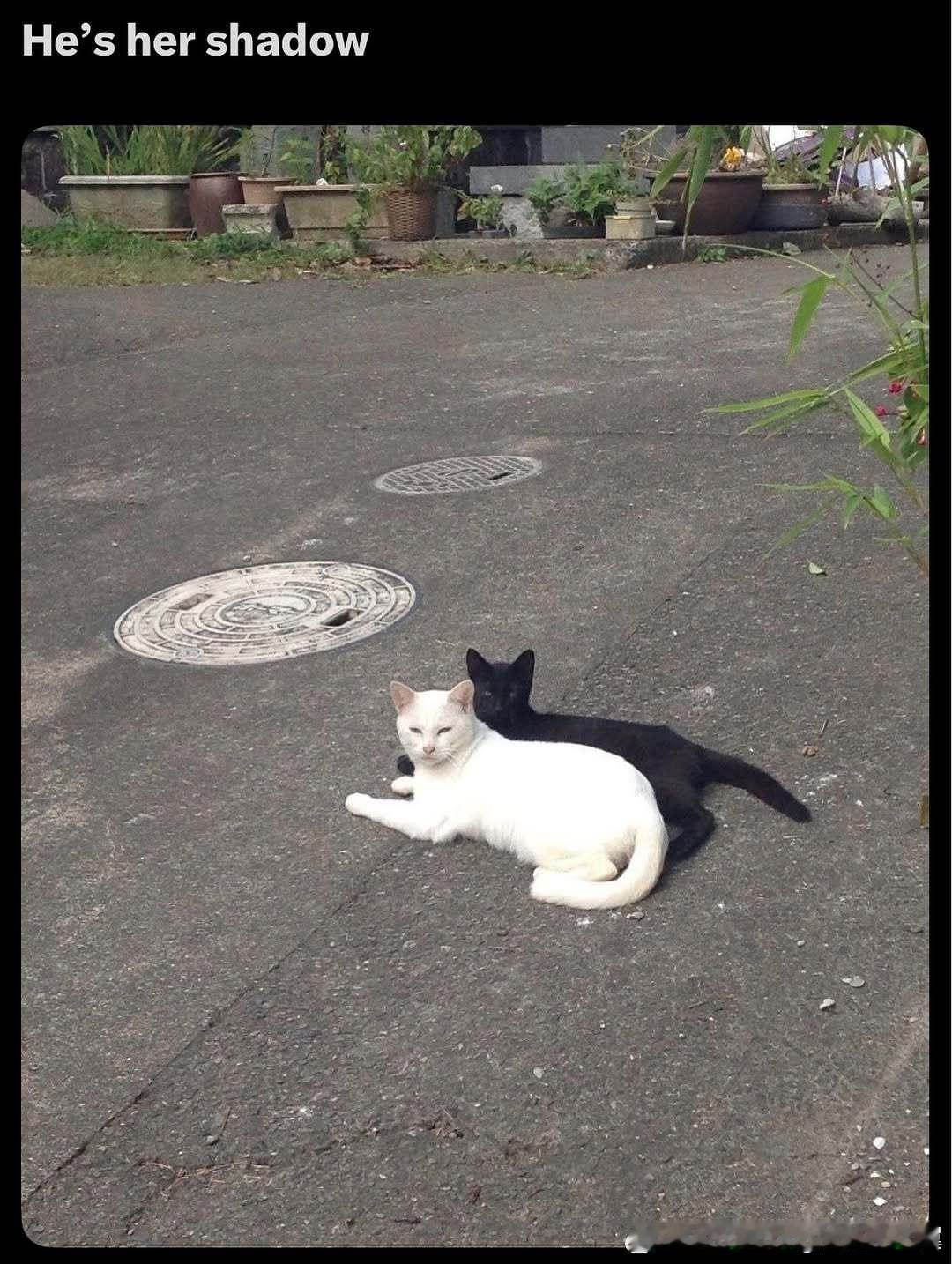 白猫的朋友叫“影子”