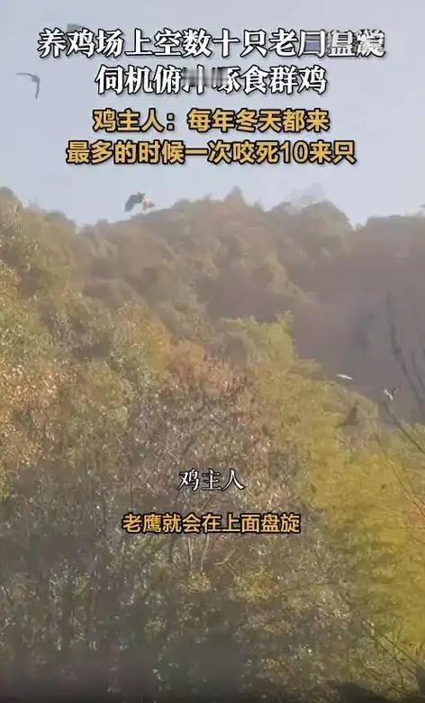 【养鸡场变“自助餐厅”？数十只老鹰组团开饭，鸡主人：只能靠人赶！】近日，浙江