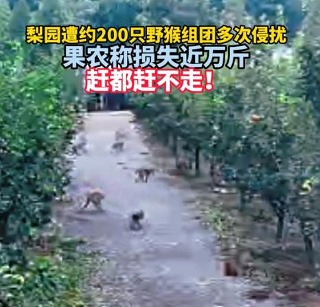 太猖狂了！9月3日报道，安徽宣城一片梨园被200只野猴盯上，赶都赶不走。 打