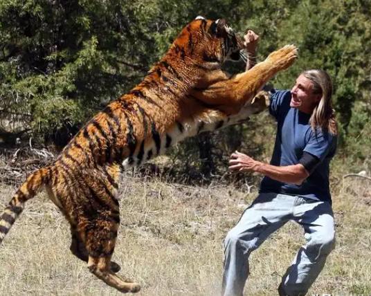 一位常年和老虎打交道的护林员告诉我：90%的人都不知道，遇见老虎的正确应对措施是