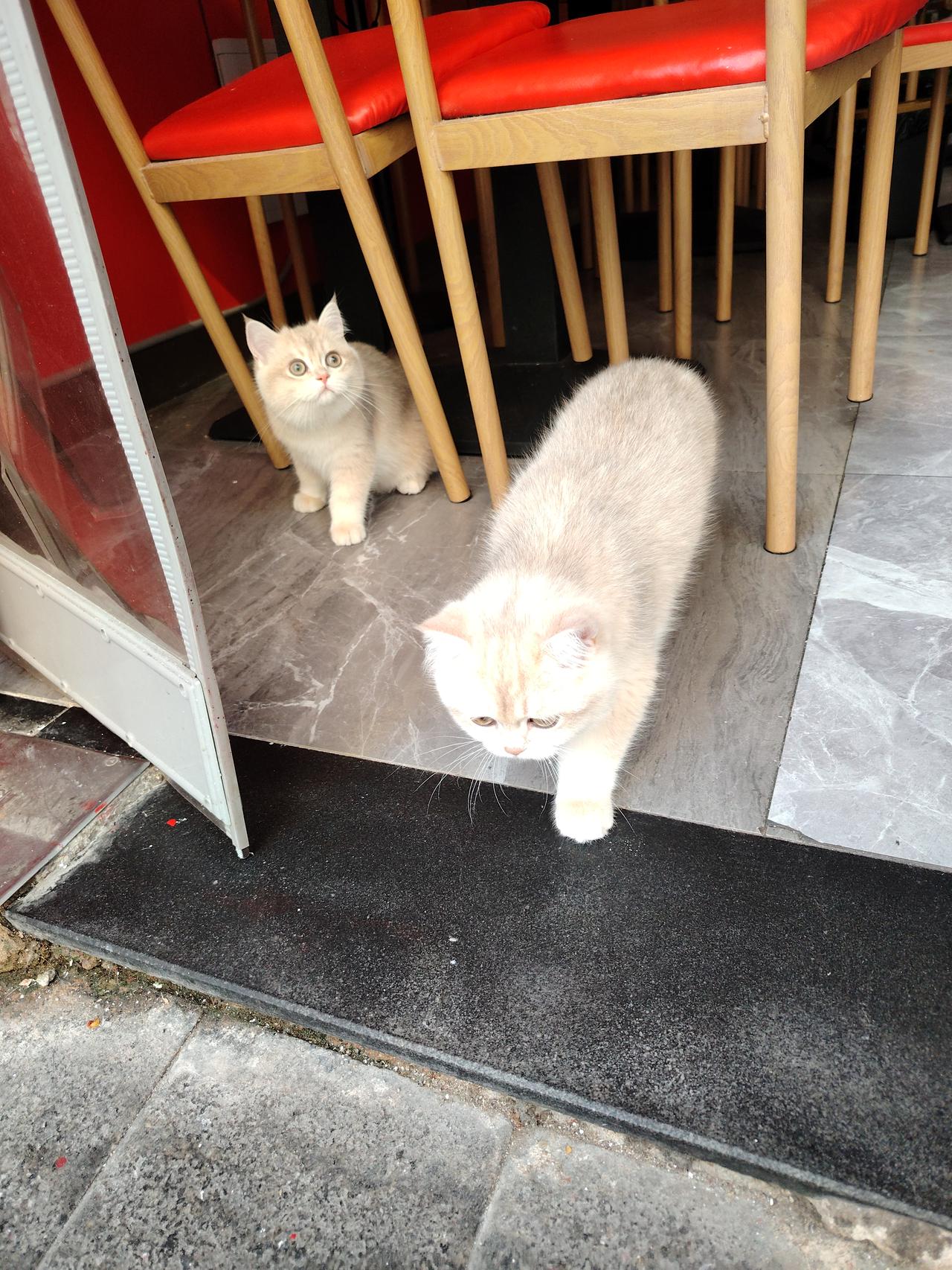 两只可爱的猫咪