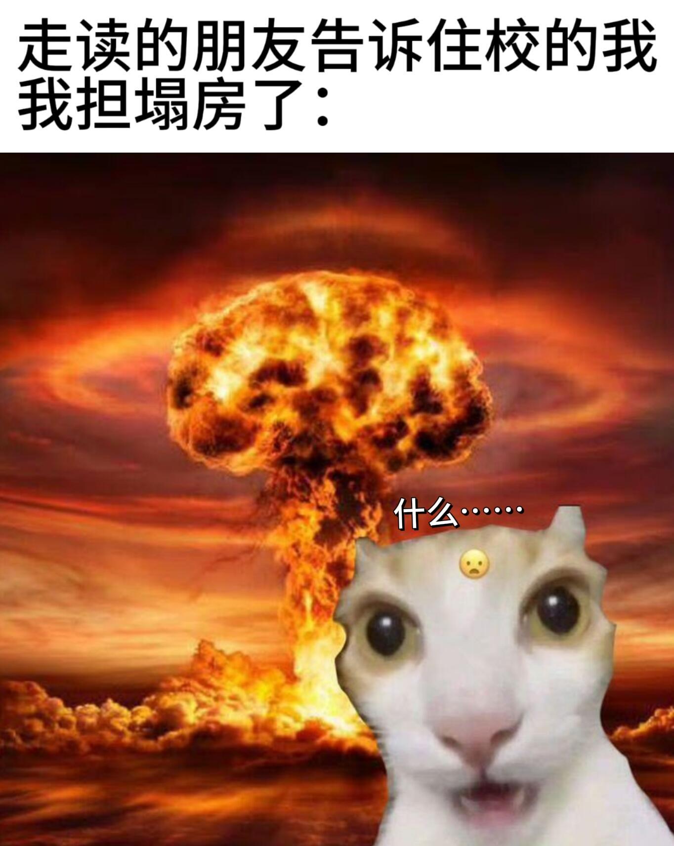 追星女but猫memememes