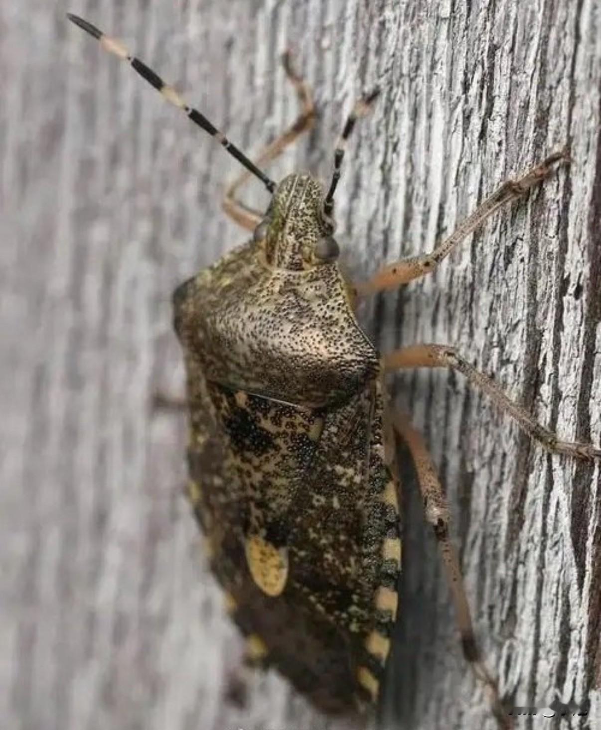 谁能想到，北方人避之不及的“臭大姐”，在四川乐山成了身价500元一斤的“黄金虫”