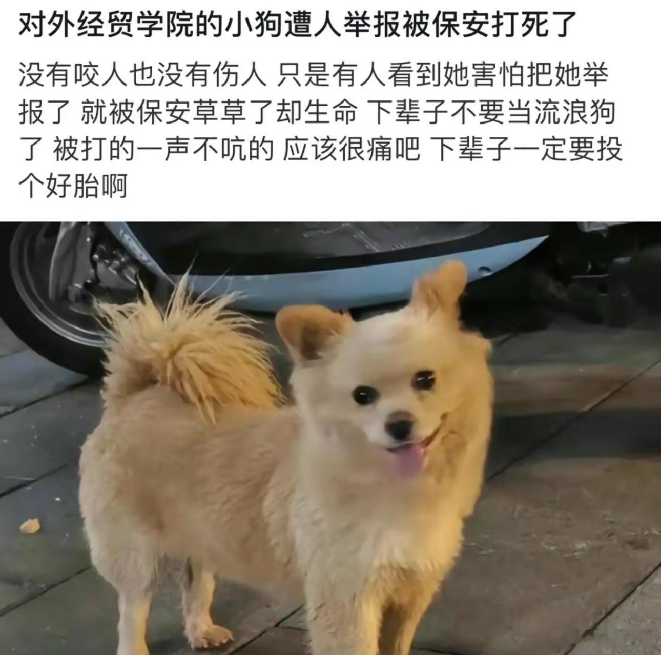 没有动物保护法的国家没资格使用搜救犬