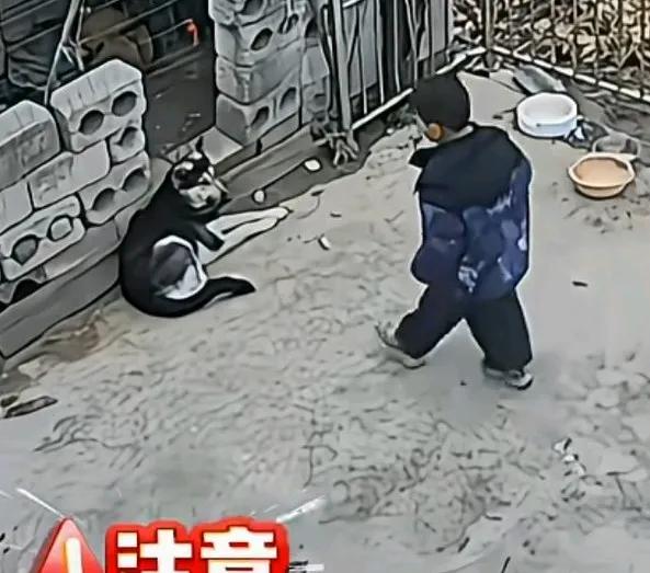 狗狗在自家门口拴着，陌生孩子跑过来摸狗，结果被狗狗攻击，家长索赔医药费6000