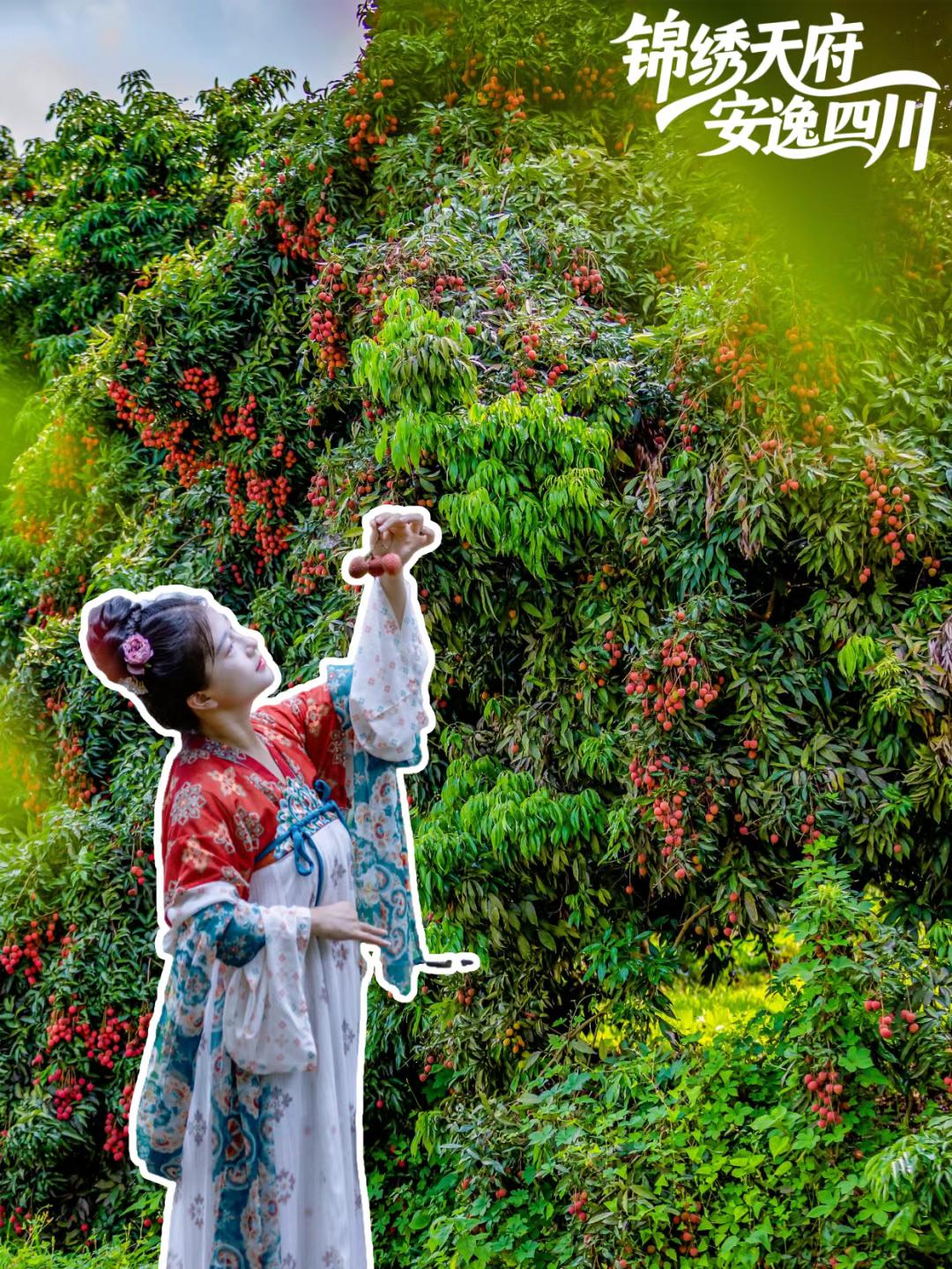 贵妃喜欢的荔枝，也许来源于四川合江！7月中下旬，到处都买不到荔枝了，合江荔枝