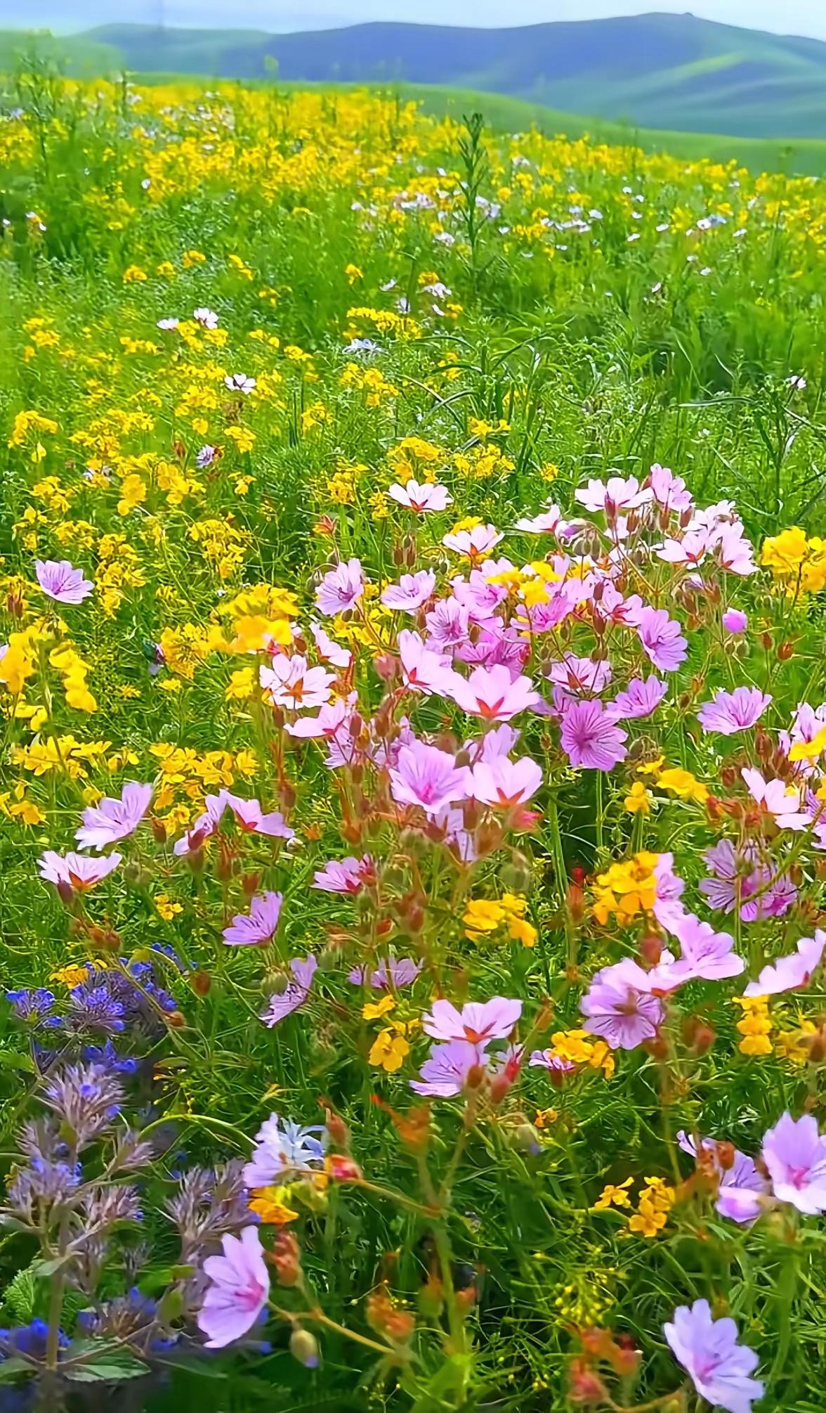 岁月安然，春风轻唤百花苏时光不语，清风悄至，枝头悄然孕新绿。春赴约，花如期