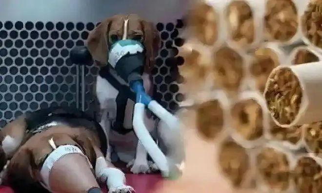 1951年，英国烟草公司让几百只猎犬每天抽100根烟，3年后却宣布猎狗全部健在，
